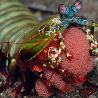Foto de Terence Zahner. As Tamarutacas, ou lagostas-boxeadores, possuem os olhos mais detalhistas da natureza