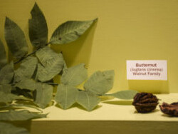 Botany Hall. Courtesy of Carnegie Museum of Natural History