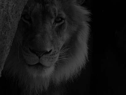 Bellezza animale