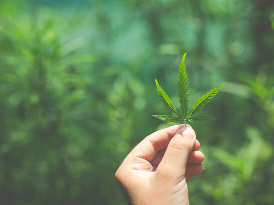 Proteger la selva requiere replantear la lucha antidrogas ya que el desplazamiento de cultivos de coca, amapola y marihuana sigue amenazando nuestras zonas más sensibles
