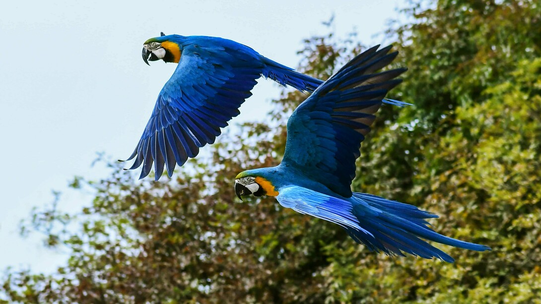 A 30ª Conferência das Nações Unidas sobre Mudanças Climáticas será realizada em Belém, Brasil, de 10 a 21 de novembro de 2025. Enquanto o ser humano é uma res cogitans, uma substância pensante, a natureza é uma res extensa, uma substância extensa e impenetrável. Como Deus é pensamento humano sobre o infinito, o ser humano está imensamente mais próximo de Deus do que a natureza