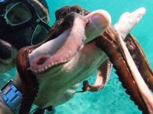 "My octopus teacher" (Il mio amico in fondo al mare). Il documentario illustra e analizza la vita di un polpo e narra come un umano possa entrare in contatto e instaurare un rapporto