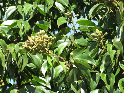 Flores de Jatobá. "Dão morada a periquitos, rolinhas fogo-apagou, sabiás, pardais, bem-te-vis, maritacas que arremedam latidos, riquíssima zoofonia atravessando as horas"