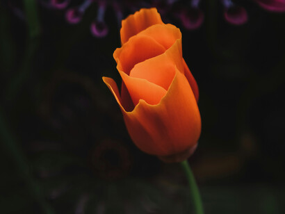 Poppies are annual, biennial or short-lived perennial plants