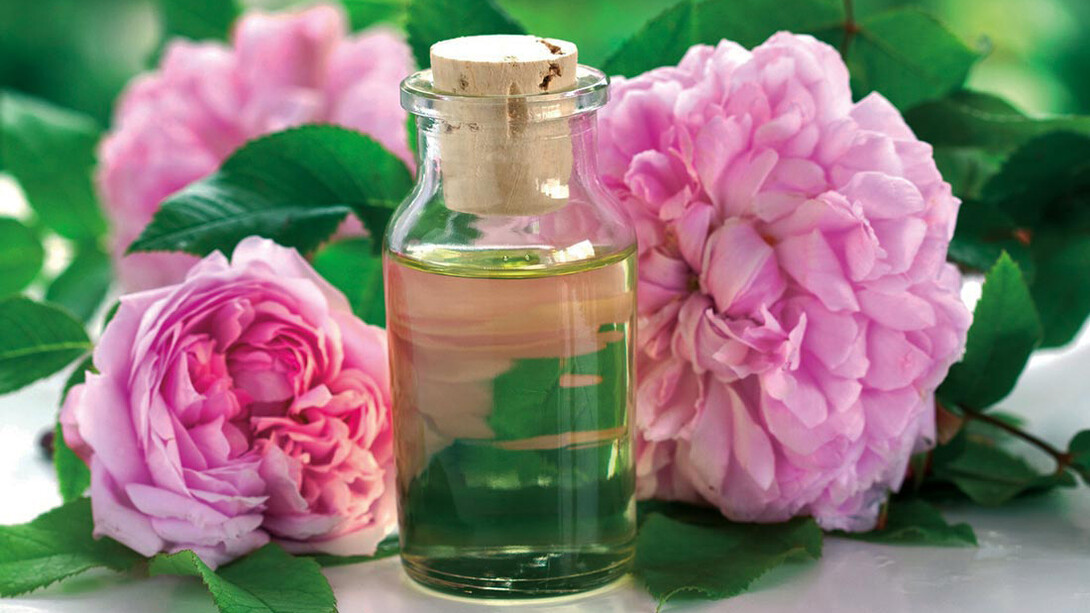 Il profumo di rosa