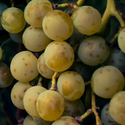 Woodinville oferece eventos como o Bacon, Eggs & Kegs, que combinam café da manhã e música ao vivo em um ambiente descontraído