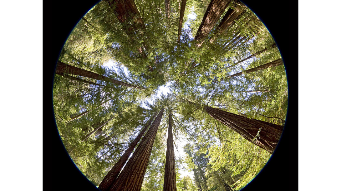 Peter Newman, Redwood Forest, California, 2008