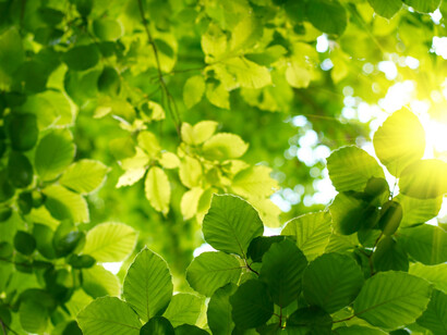 Fotosintesi colorofilliana