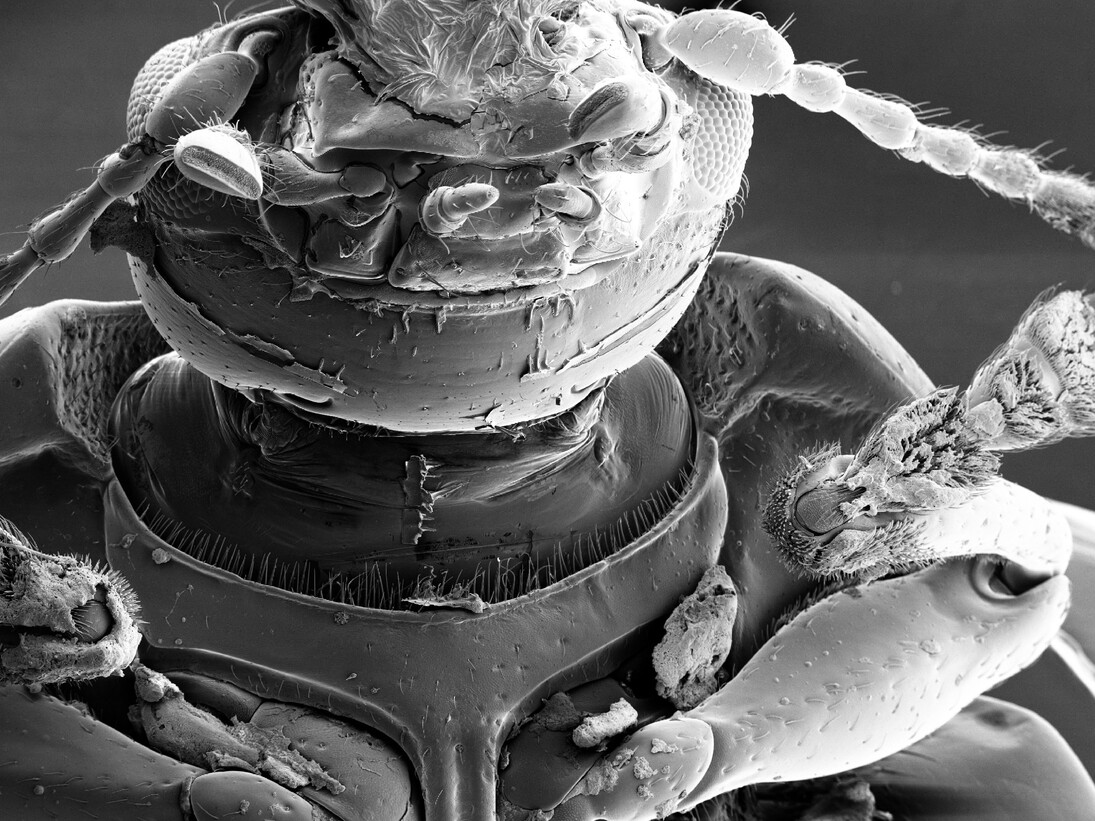 Boyle Family, Studies of Animal Life, Barcelona Site, World Series, 2000-2009 © Boyle Family, Londres