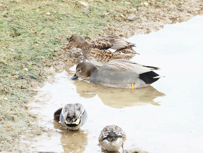Gadwall pair and Teal at Abberton Reservoir, England photo by Gehan de Silva Wijeyeratne