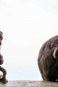 Moral judgment in monkeys