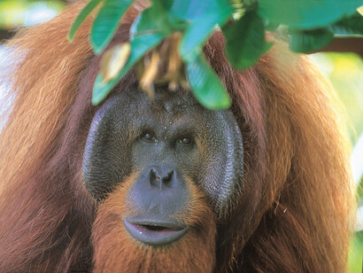 Orang-utan (uomo-foresta), purtroppo a causa della deforestazione selvaggia sta rischiando l’estinzione
