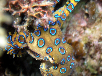 Un esemplare di Hapaloclaena lunulata