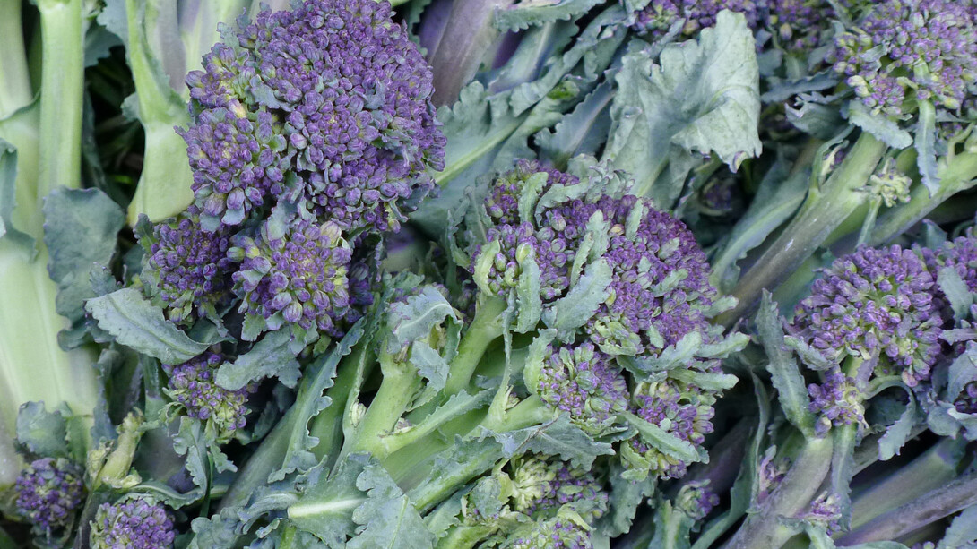 Ruth Ewan, Brocolli