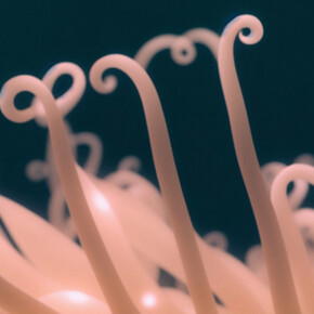 Agnieszka Polska, The book of flowers. Courtesy of Union Pacific 