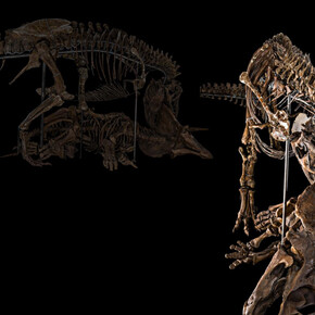 David H. Koch Hall of Fossils. Deep Time. Courtesy of Smithsonian's National Museum of Natural History