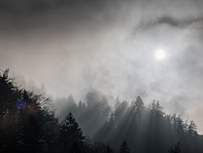 Misty forest, ph. Michael Stillwater 