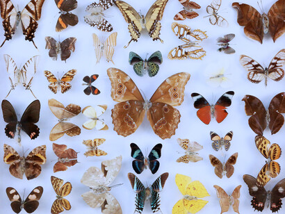 Colección de mariposas: cada una de las mariposas estaba cuidadosamente escogida por hábitat natural y densidad de población silvestre