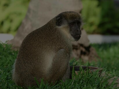 Green Monkey visiting water pot at Bakotu Hotel, Gambia (c) Gehan de Silva Wijeyeratne