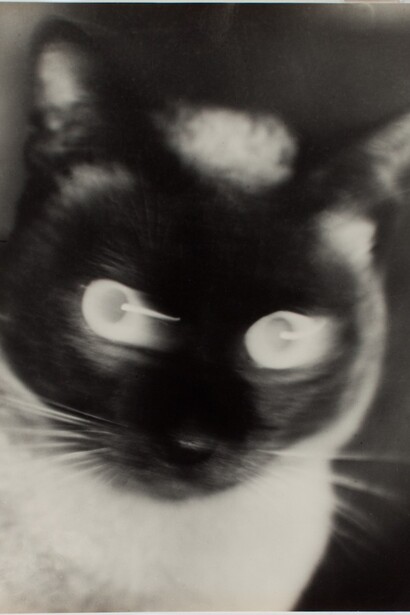 Otto Umbehr “Katz” - Cat 1927 The Sir Elton John Photographic Collection © Phyllis
Umbehr/Galerie Kicken Berlin/ DACS 2016