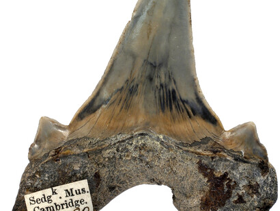 Palaeontological Collection. Courtesy of Sedgwick Museum of Earth Sciences