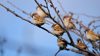Bajo el gobierno del presidente Mao Zedong (1893-1976) se llevó a cabo el exterminio de millones de gorriones molineros, lo que desencadenó un desastre ecológico 