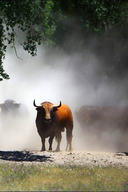 The Bull