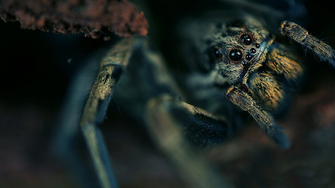 «Lycosa tarantula»  