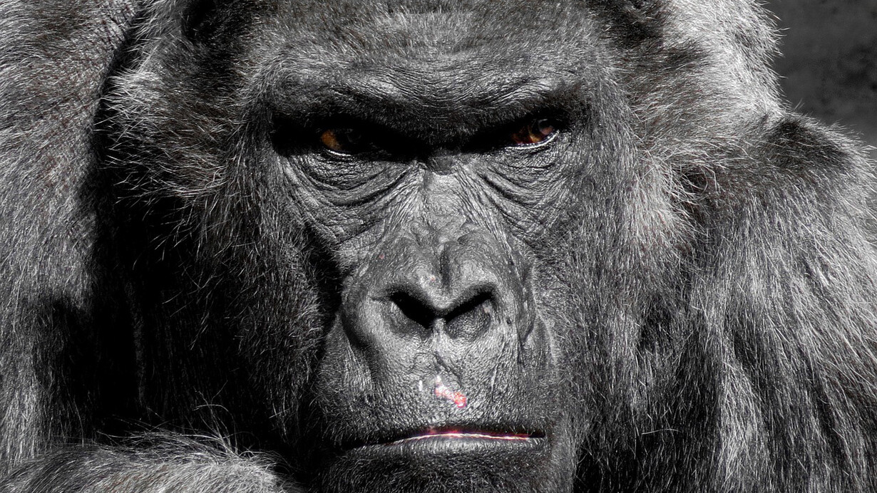 Un magnifico esemplare di gorilla
