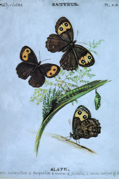 Ninfa de madera común, «Cercyonis pegala»