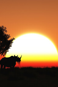 Experience the breathtaking allure of a Kenyan sunset in the majestic savannah of Africa, a captivating natural spectacle that embodies the raw beauty of the land