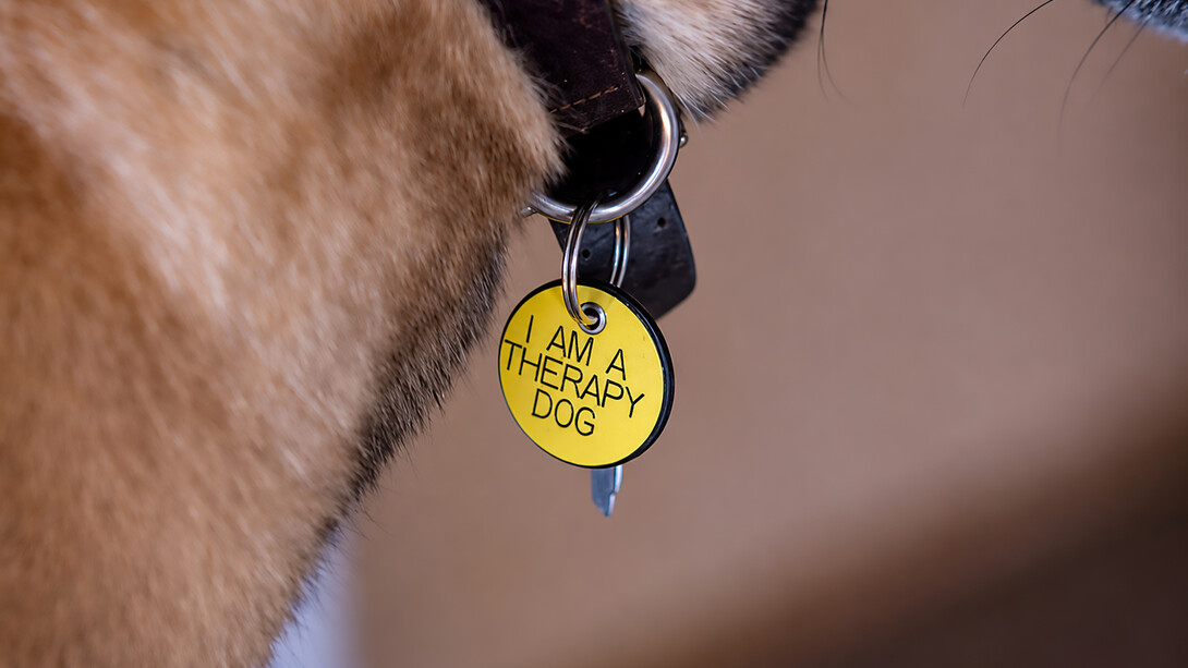 Detailed close-up of a “Therapy Dog” label displayed on a service dog vest