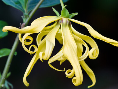 Il fiore dello Ylang-ylang