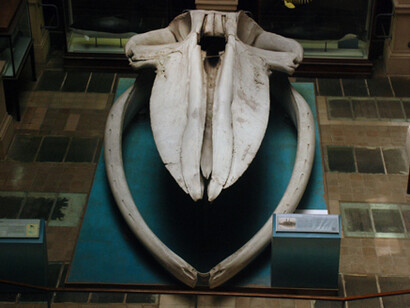 Zoología Vertebrados. Courtesy of Museo de La Plata