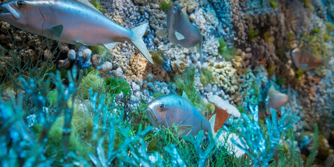 Marine Life in the Putnam Family Gallery. Courtesy of Harvard Museum of Natural History