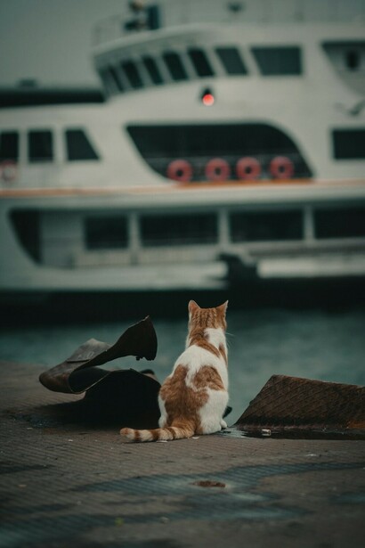 Experience Istanbul's seaside charm with a serene image of an orange and white cat relaxing on a rustic brown wooden plank