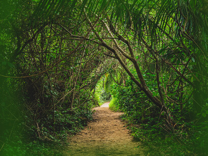 A path in the forest of Cahuita National Park, Costa Rica