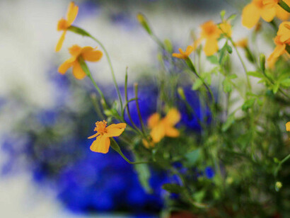 Flower dance, ph. Michael Stillwater