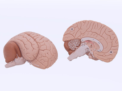 Modelo tridimensional del cerebro humano