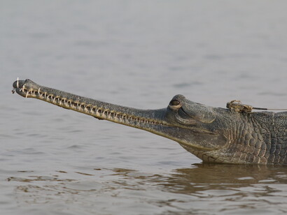 Gharial with a radio transmitter © Gehan de Silva Wijeyeratne