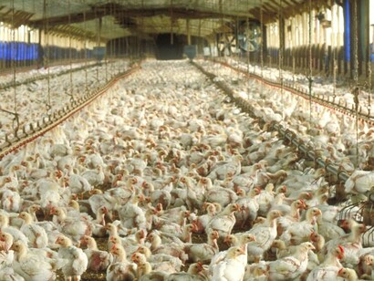 Poultry farm