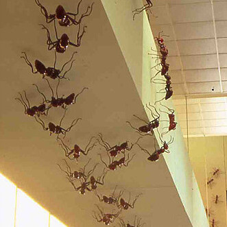 Brute Neighbors, Joe Peragine, 2001
