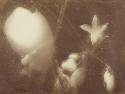 Bauhaus Dessau preliminary course (1926/27), Flowers and Cactus (Exercise from László Moholy-Nagy's class: photo composition)
