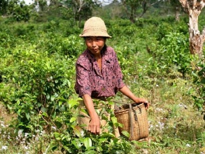 Una raccoglitrice di tè