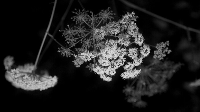 Corpicrudi, Sinfonia in Nero (2014),
Stampa fotografica su carta cotone, 10 x 15 cm,
Courtesy: Traffic Gallery (BG)