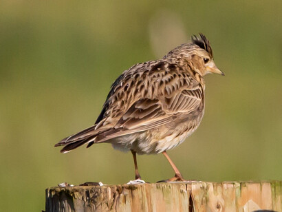 Alondra, ave paseriforme de la familia Alaudidae