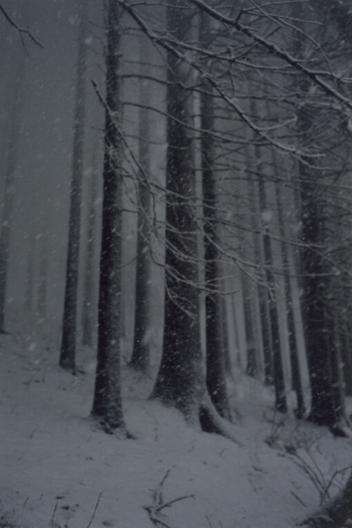 Forest. Courtesy of Yancey Richardson