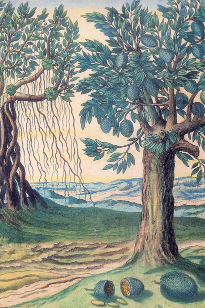A árvore de bambu em Jan Huygen van Linschoten, *Itinerário, viagem ou navegação de Jan Huygen van Linschoten para as Índias Orientais ou portuguesas*. Edição preparada por Arie Pos e Rui Manuel Loureiro, Lisboa, CNCDP, 1997 




