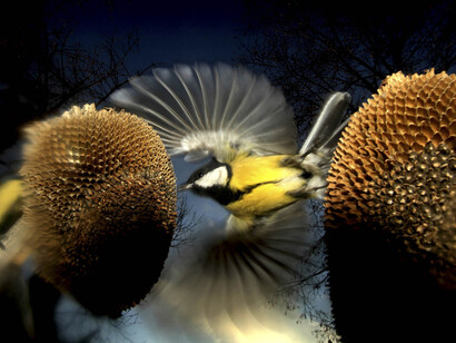 Ritzel Zoltan winner Birds 13 edition 