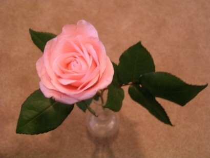 A Pink Rose © Emily Ferris